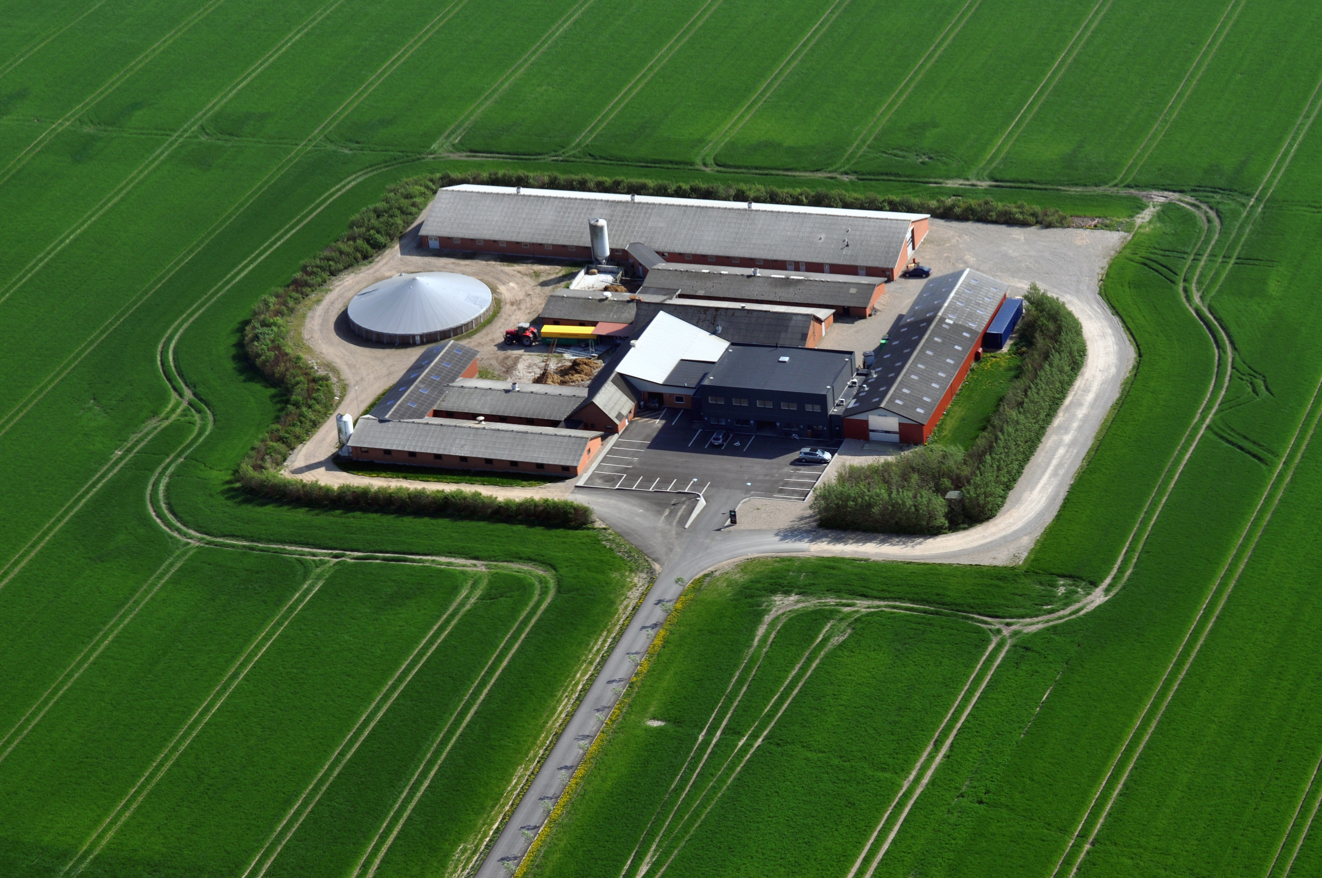 ornestation mors.jpg