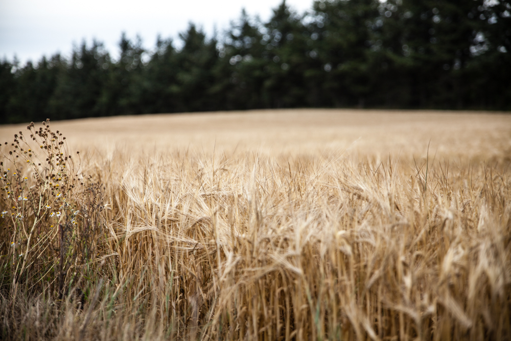 Nors_Sø_Små-6 (1).jpg